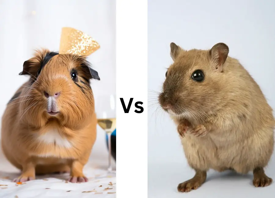 Guinea Pigs and Hamsters Differences