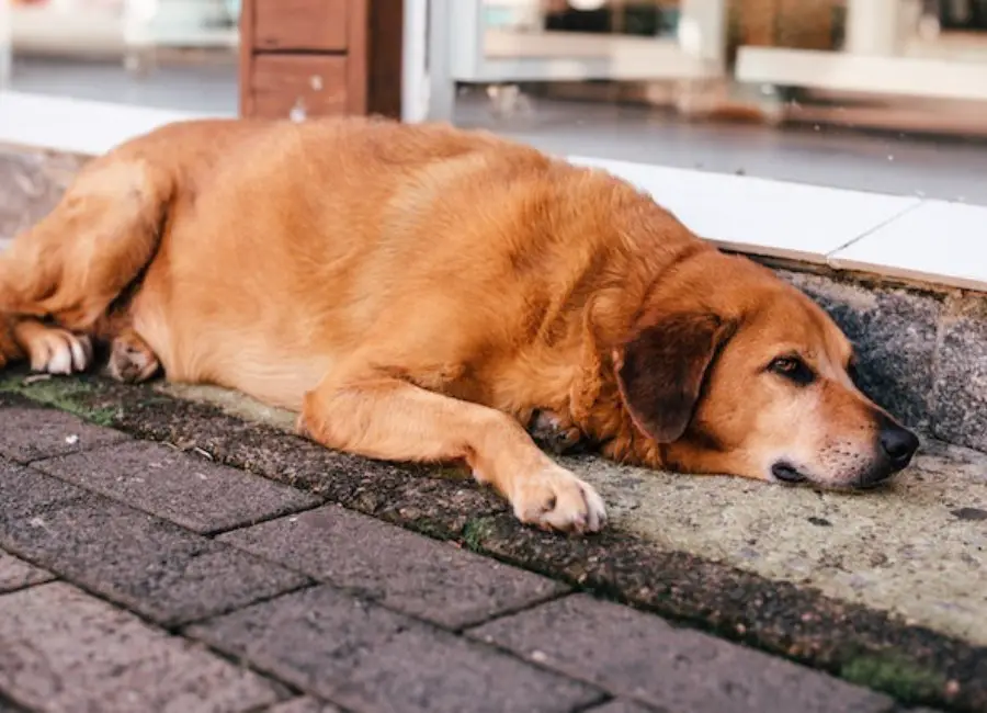 Dog Stomach Gurgling And Not Eating