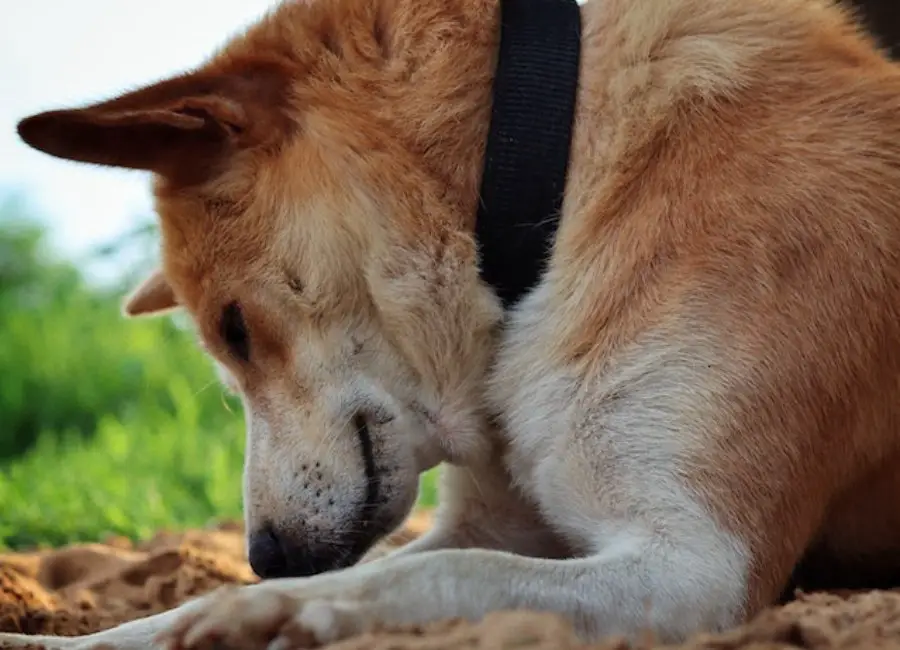 Older Dog Coughing After Drinking Water