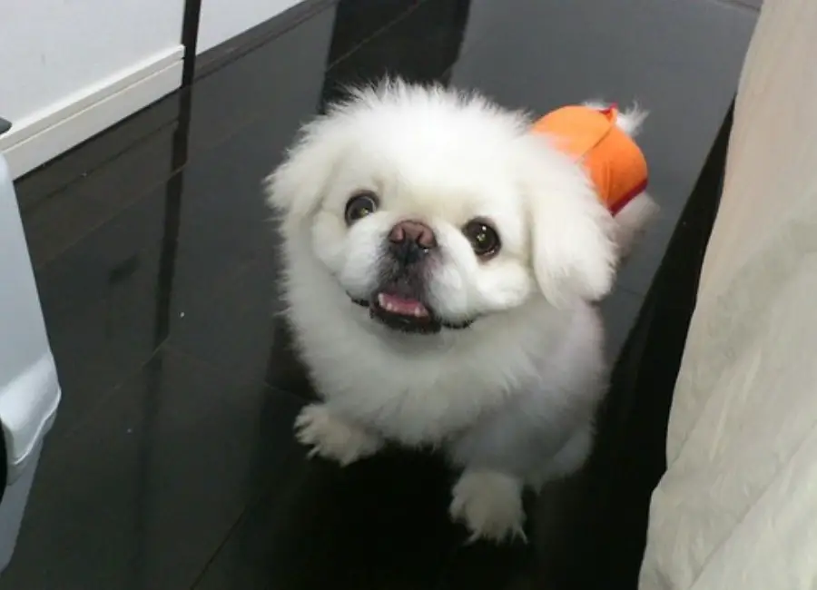 Pekingese Exercise