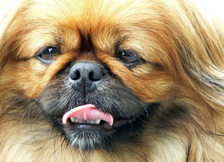 Pekingese Dental Care [Things You Should Know]