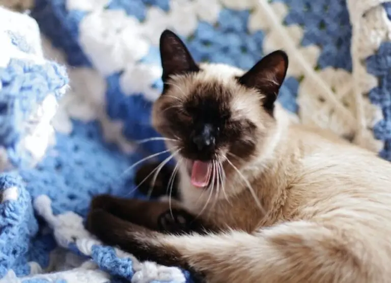 Understanding Siamese Cat Separation Anxiety