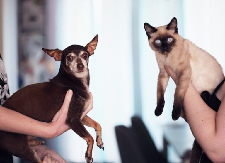 10 Helpful Tips for Siamese Cat Socialization