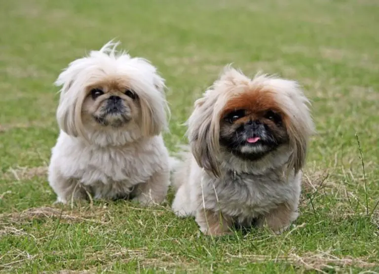 10 Top Pekingese Socialization Tips