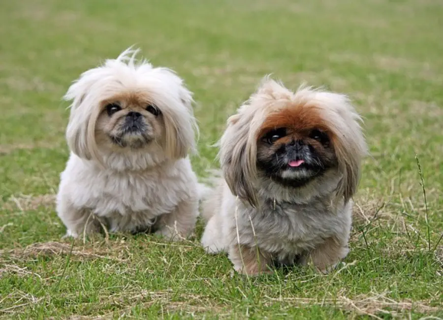 Pekingese Socialization