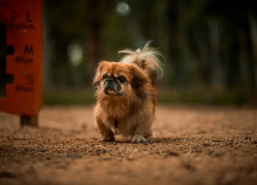 Pekingese Temperament