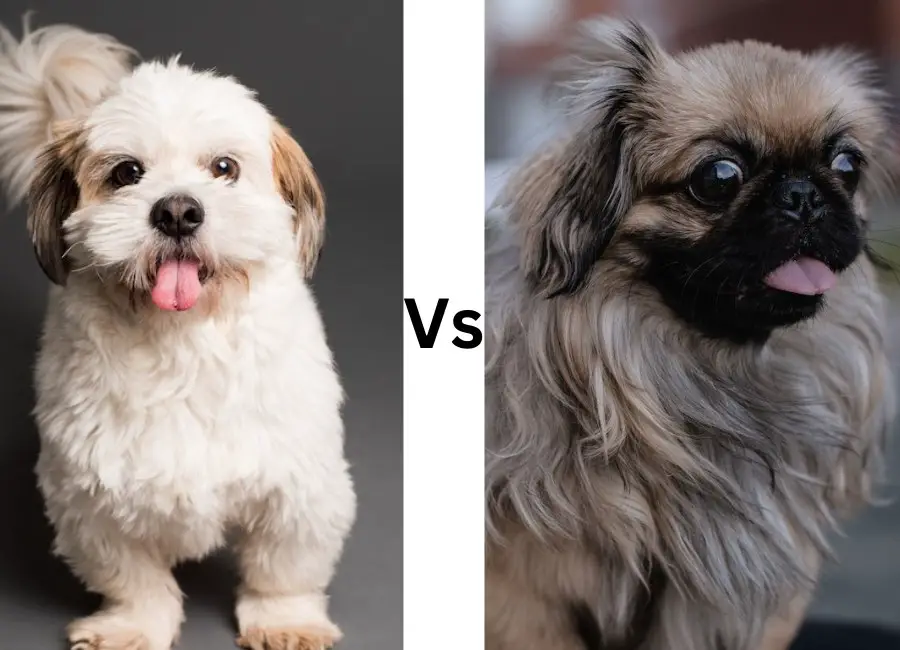 Pekingese vs Shih Tzu