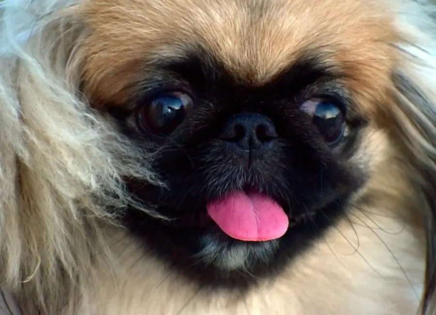 Pekingese Eyes