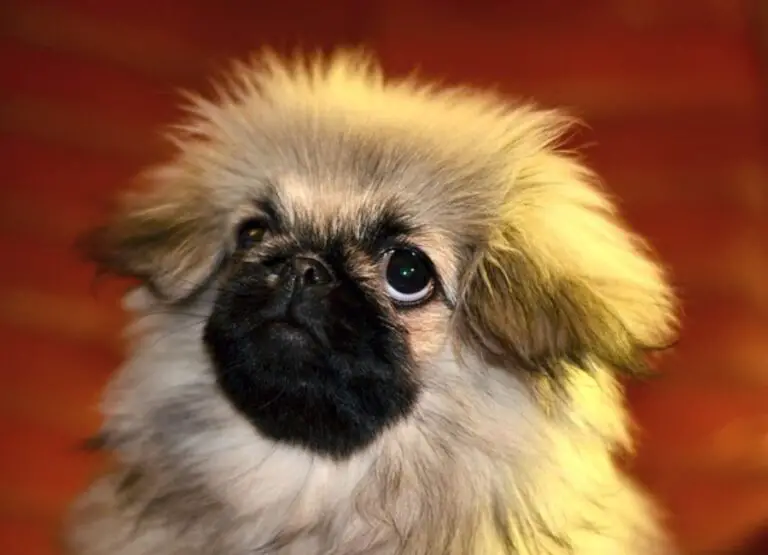 Steps In Caring for Your Pekingese Ears