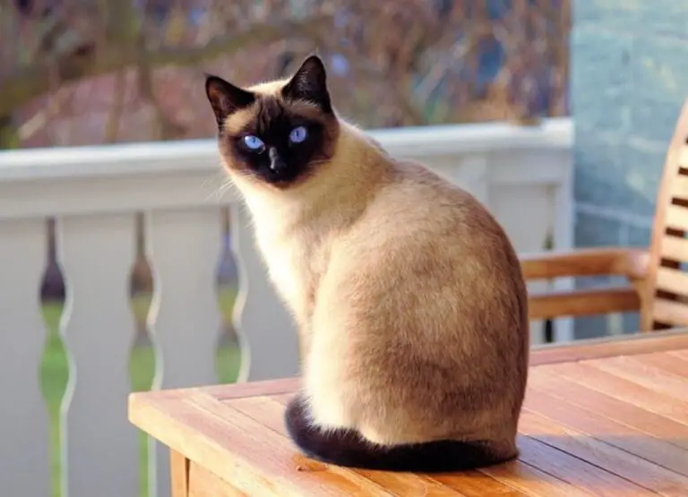 How Big Do Siamese Cats Get [Weight & Height]