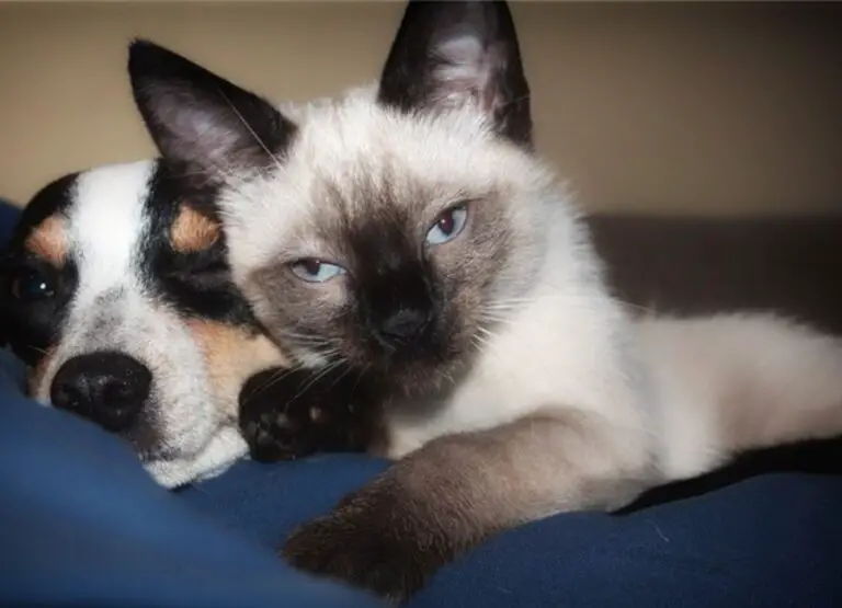 Understanding Siamese Cat And Other Pets