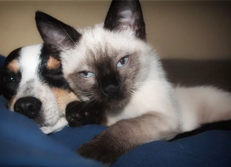Siamese Cat And Other Pets