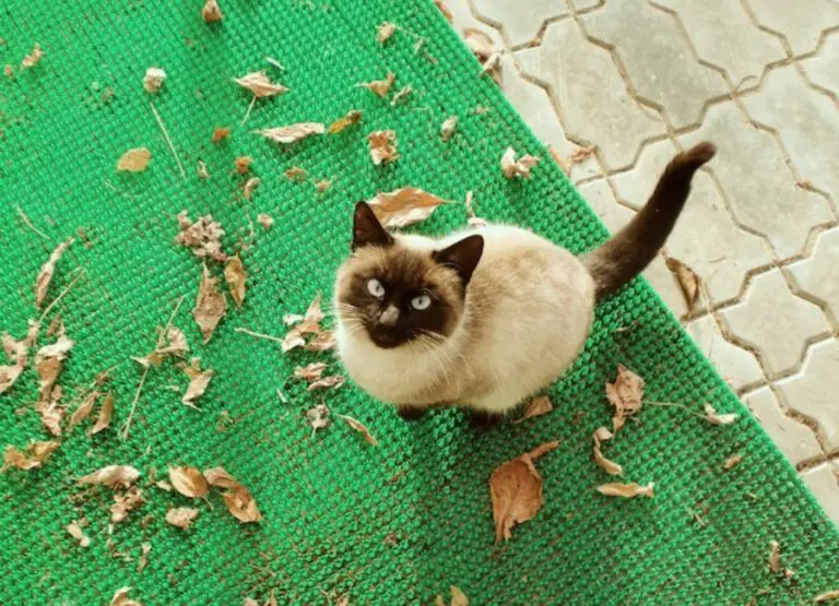 20 Siamese Cat Pros And Cons You Should Know