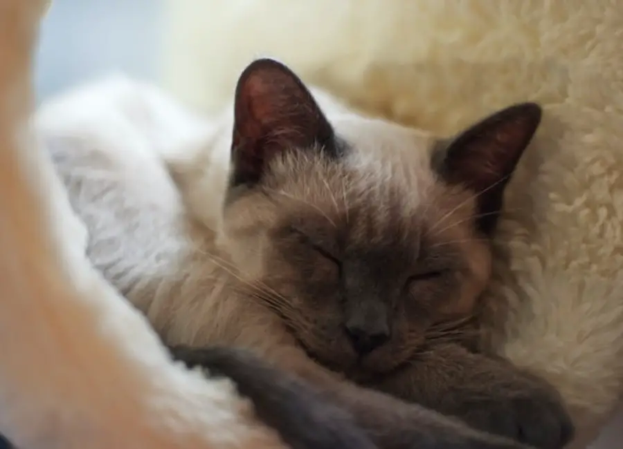 Why Do Siamese Cats Sleep So Much