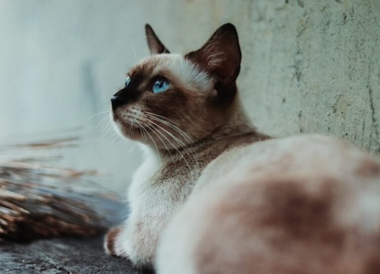 9 Common Causes of Siamese Cats Aggression