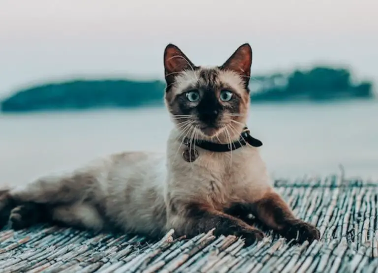 11 Hints on How To Discipline Siamese Cats