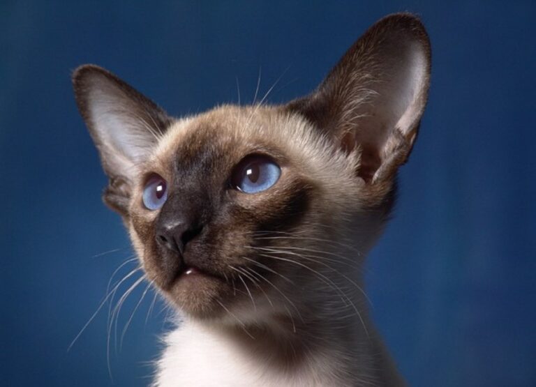 Siamese Cat Ear Care & Ear Problems