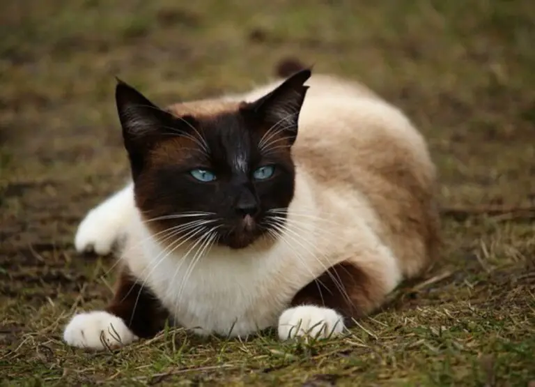 How to Entertain a Siamese Cat [10 Hints]