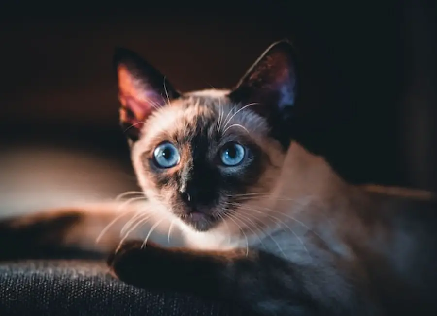 Siamese Cat Eye Problems