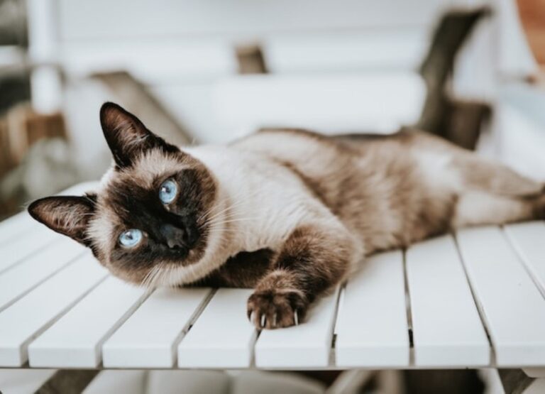 10 Most Common Siamese Cat Health Problems