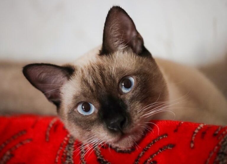 9 Top Siamese Cat Behavior Problems & Solutions