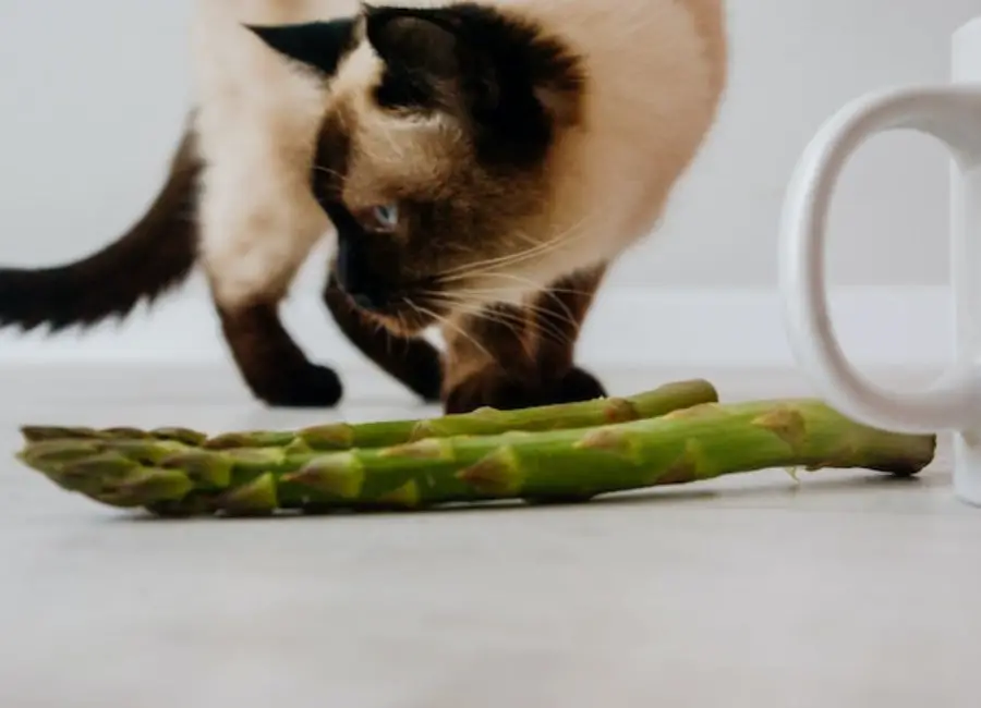siamese cat not eating