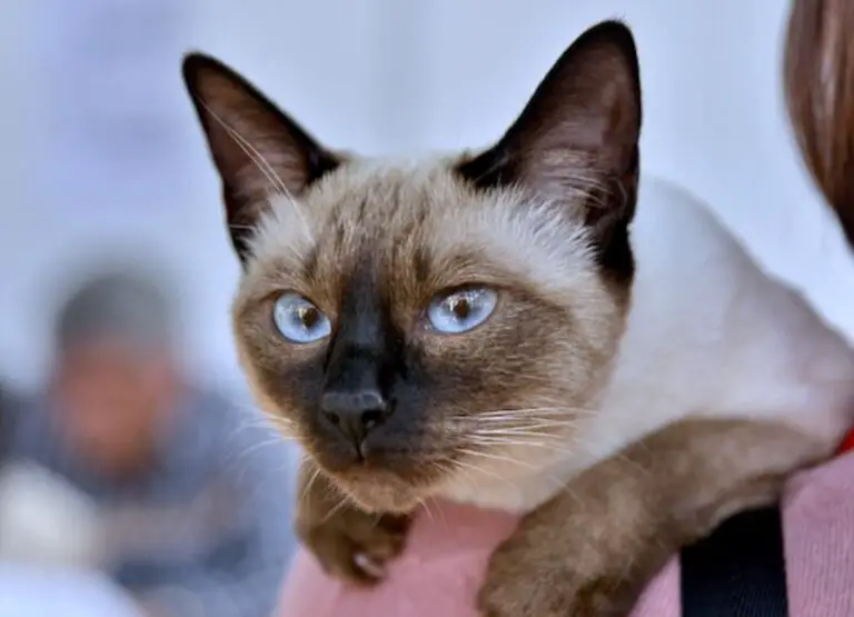 How Do Siamese Cats Show Affection [11 Hints]