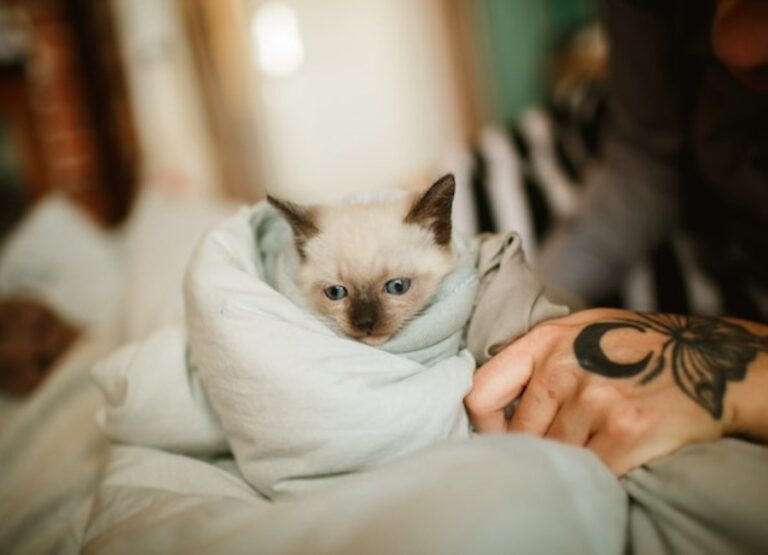 9 Important Siamese Cat Bathing Tips