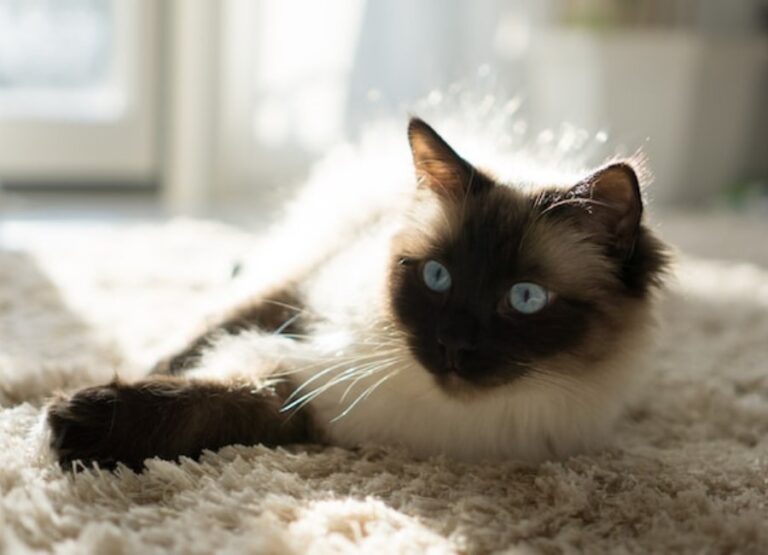 12 Causes Siamese Cat Shedding & Useful Tips