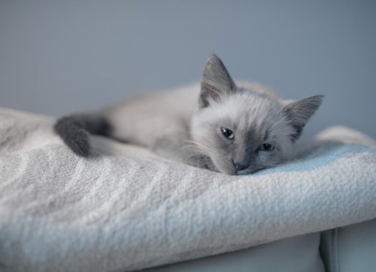 7 Major Siamese Cat Care Tips You Should Know