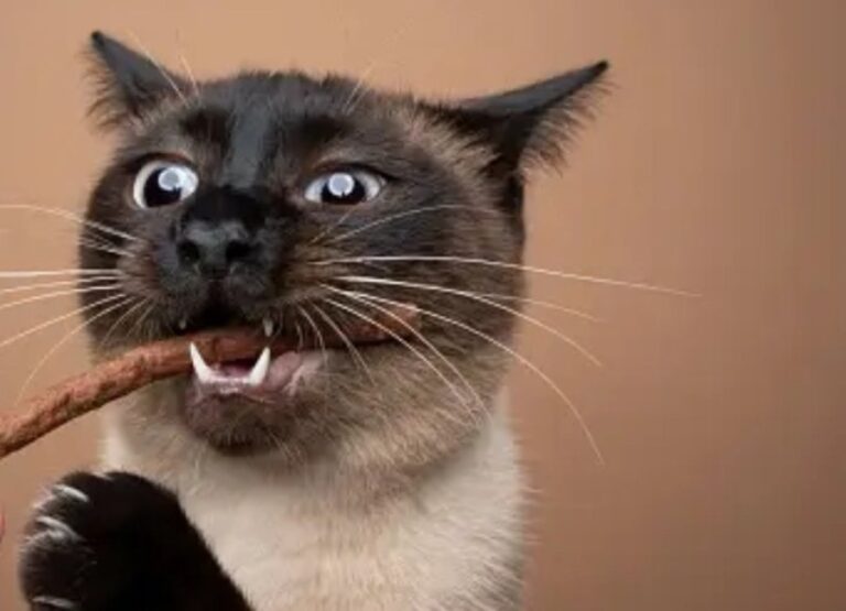 Interesting Siamese Cat Dental Care Tips