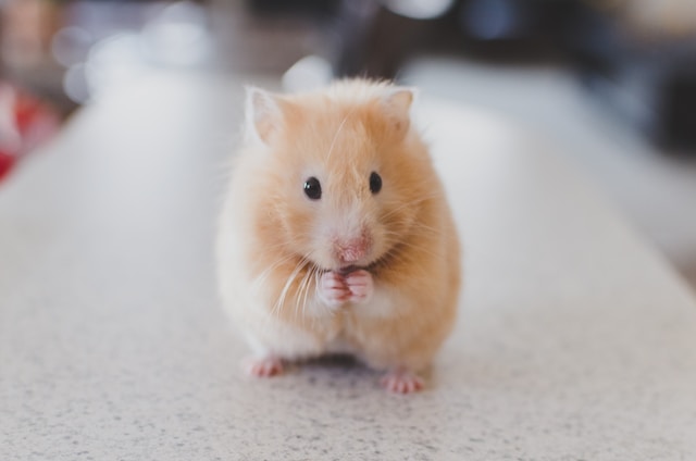 Happy hamster grooms in the presence of the owner