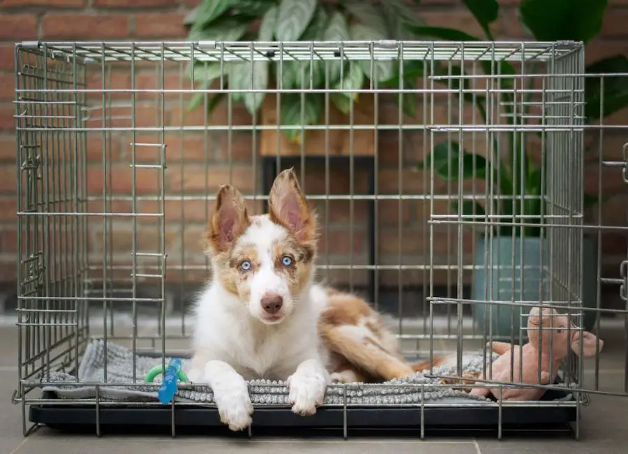 12 week puppy pooping in crate