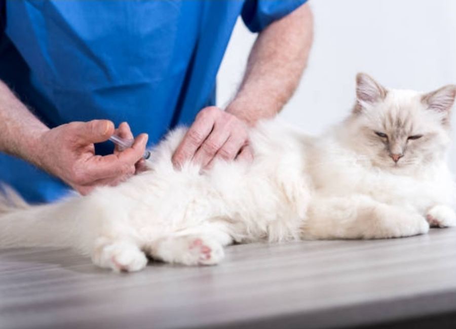 Benefits of Rabies Vaccine for a 3 year old Cat