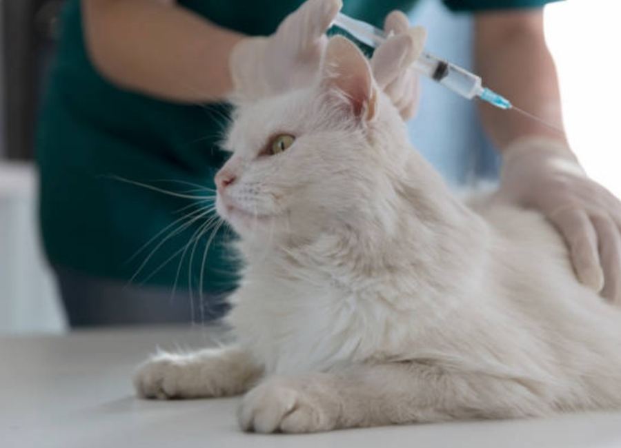 Managing the Side Effects of the 3-Year Rabies Vaccine for Cats