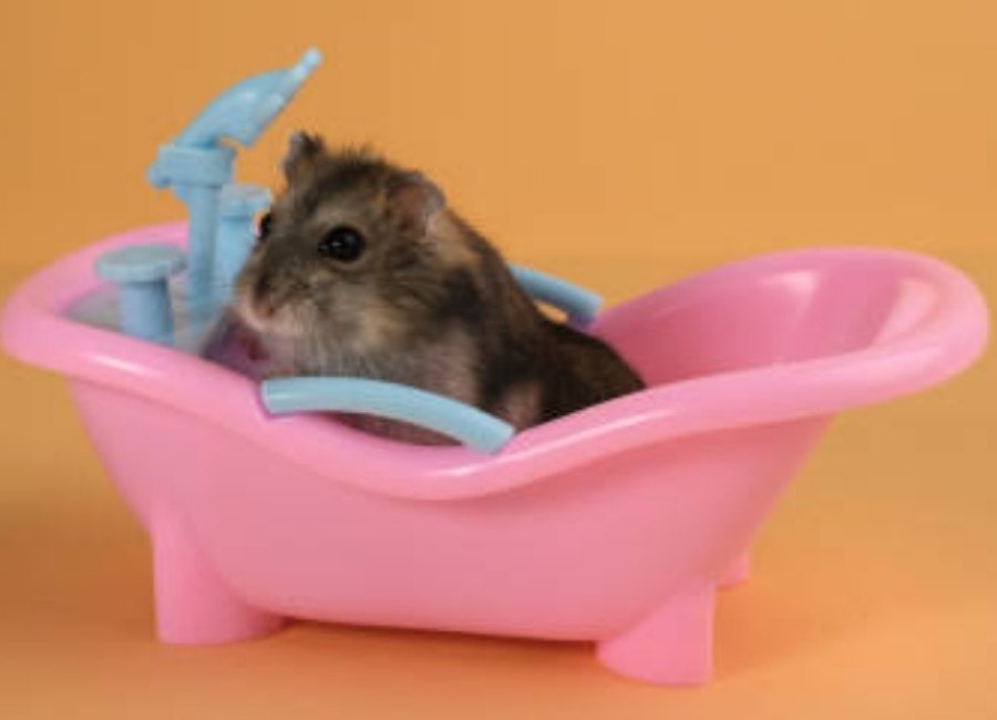 Hamster Bath