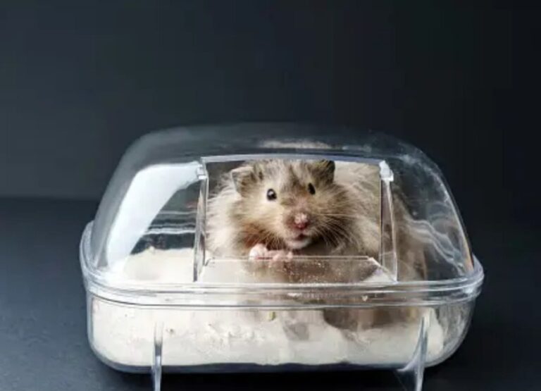 Hamster Travel Tips [A Quick Summary]