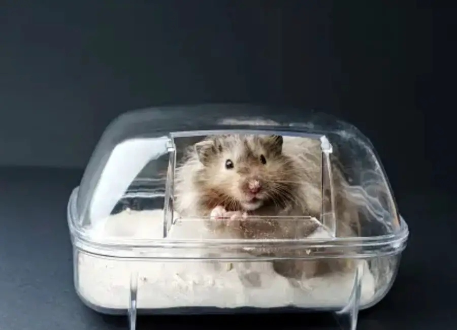 Hamster Travel