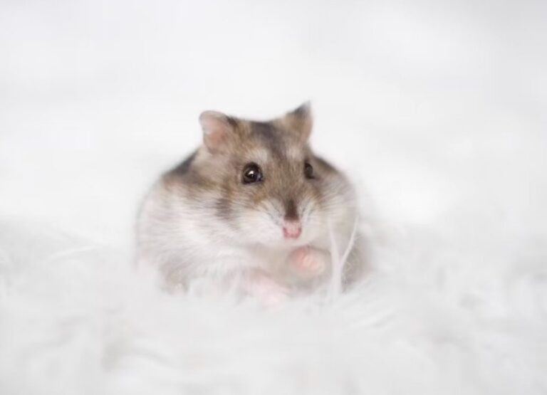 Hamster Allergies in Humans [Signs, Causes & Tips]