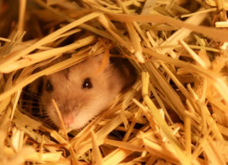 Hamster Hay [Things You Should Know]