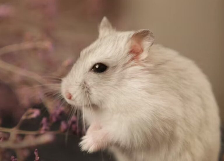 9 Potential Hamster Ear Problems Explained