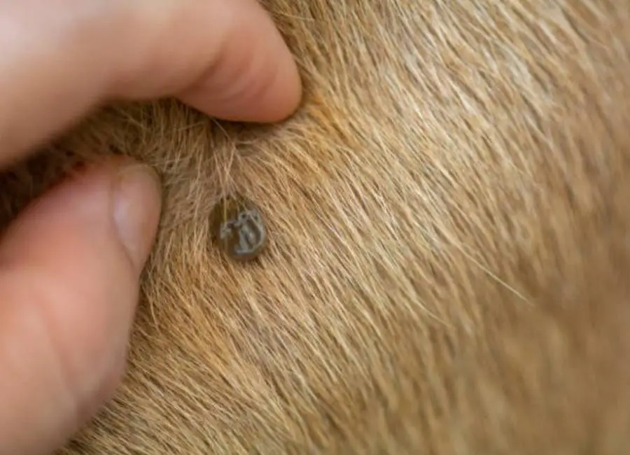 How to Know if My Dog Has Ticks