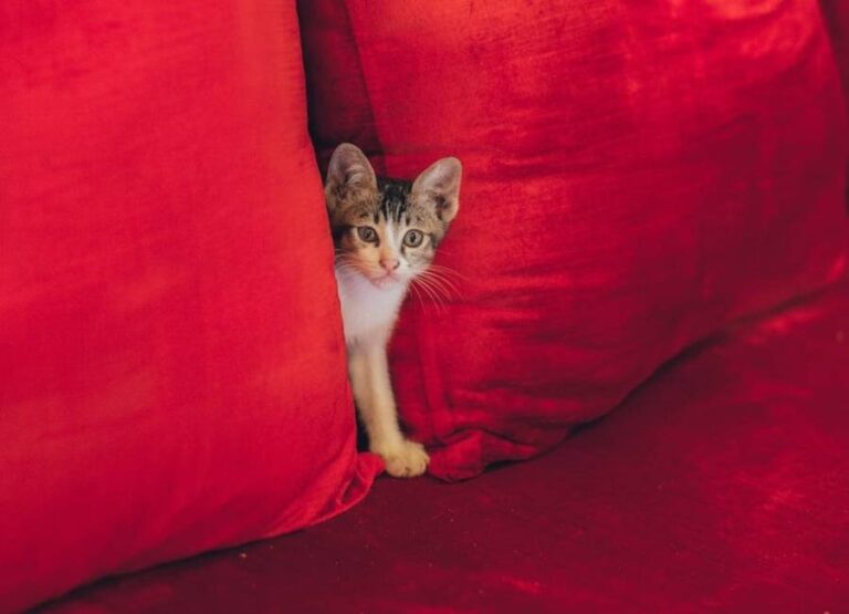 10 Reasons for Your New Cat Hiding and Not Eating