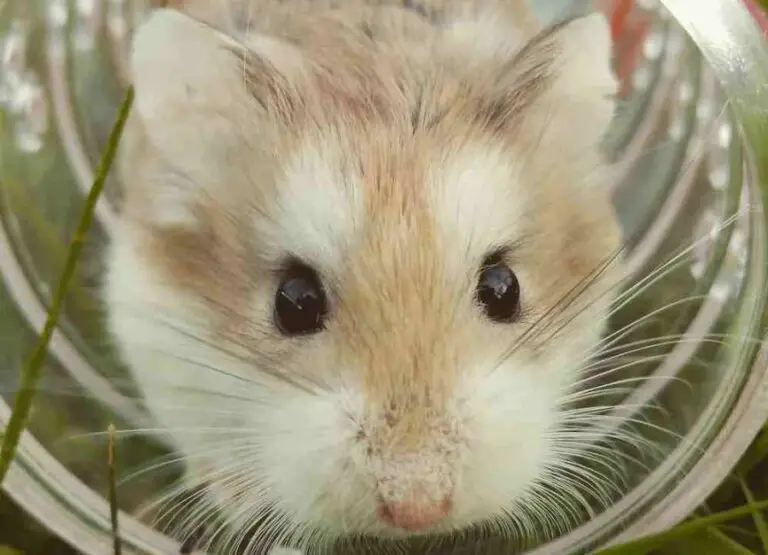 8 Most Common Hamster Eye Problems & Tips