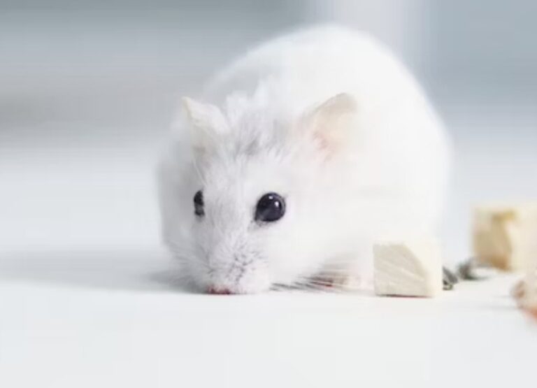 8 Most Common Hamster Eye Problems & Tips