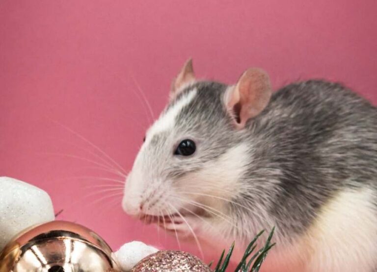 9 Potential Hamster Ear Problems Explained