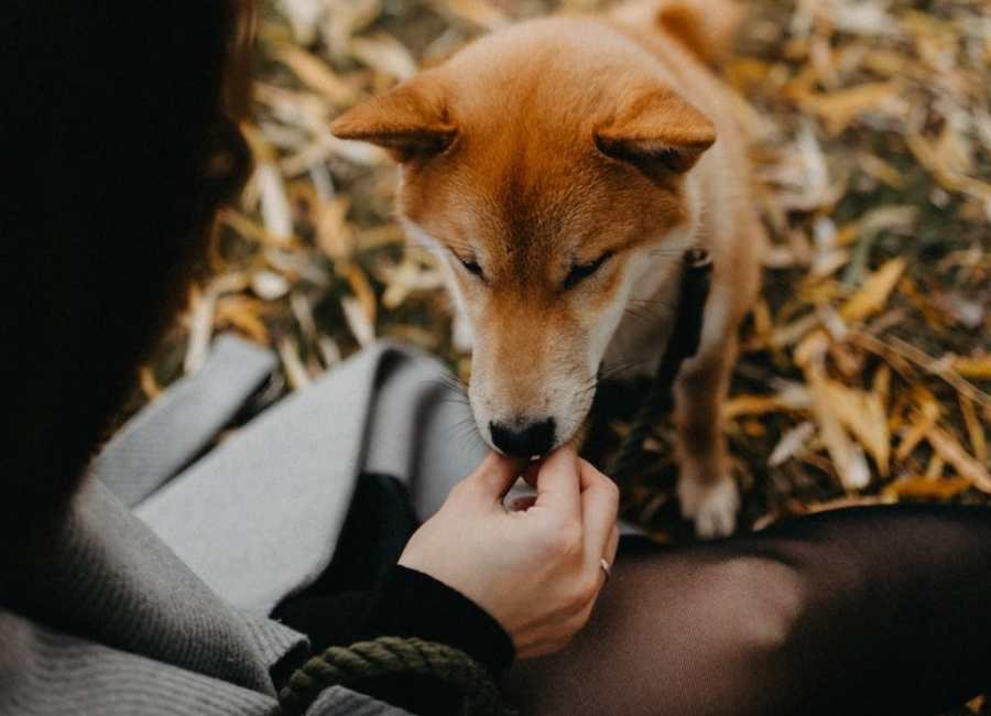 Why Does My Dog Lick My Hands So Much