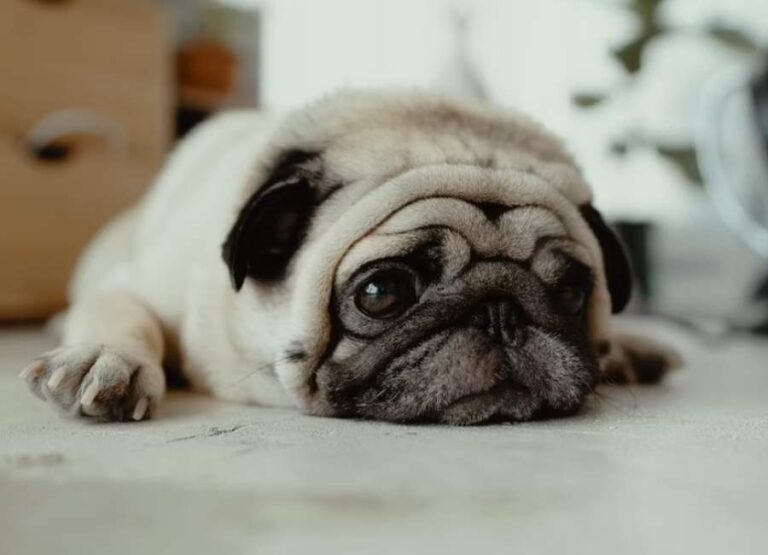 11 Most Common Pug Health Problems Explained