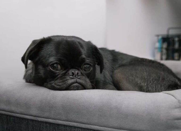 Do Pugs Have Breathing Problems [Interesting Insights]