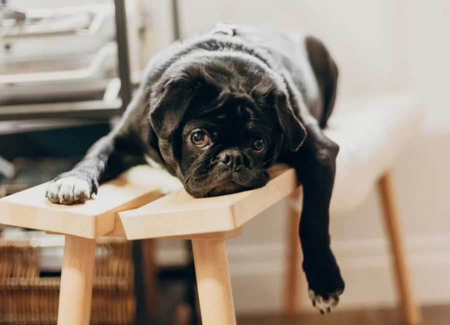 Treatment Options for Pugs With Breathing Problems